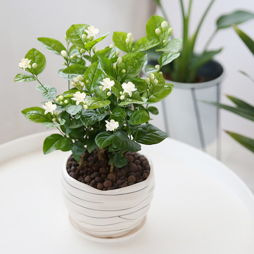 绿植四季驱蚊净化空气茉莉花盆栽