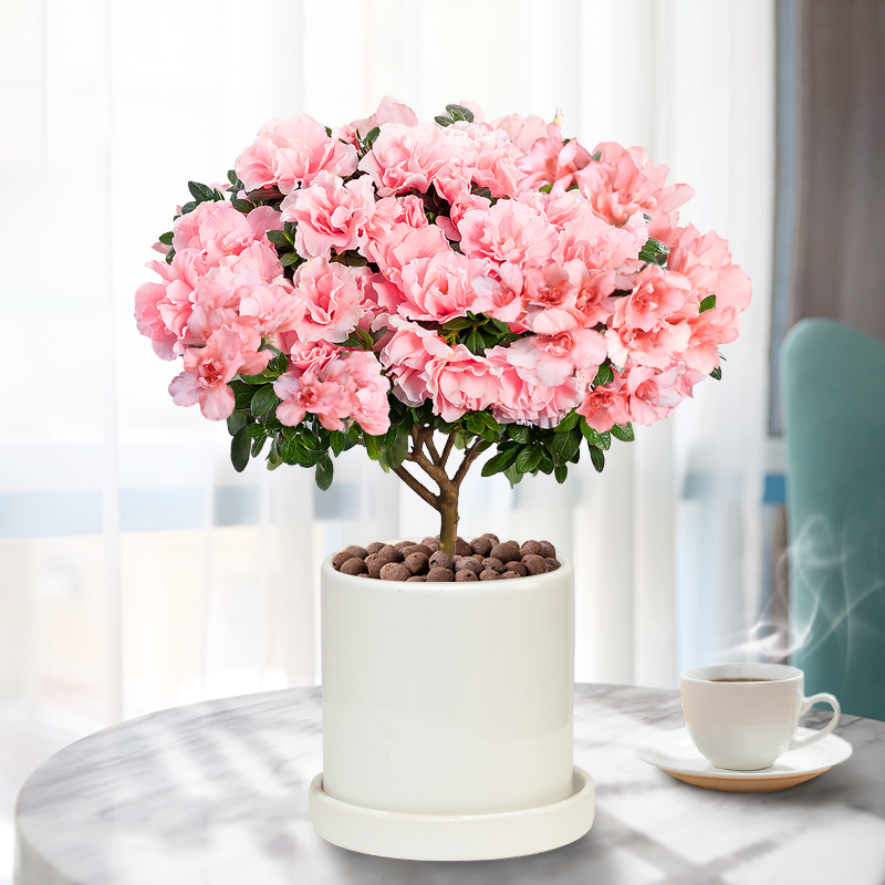西洋杜鹃花盆栽室内阳台开花易养