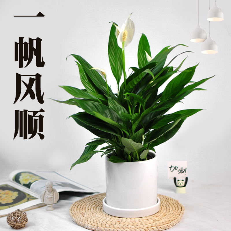 绿植一帆风顺开业白鹤芋花卉植物