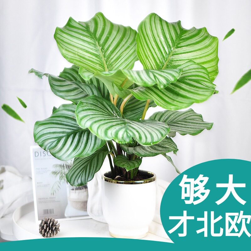 青苹果竹芋盆栽大叶型室内耐阴植物电视柜桌摆 ins北欧风网红绿植