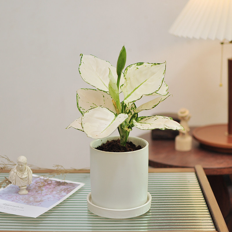 白如意皇后花盆栽室内桌面好养活净化空气高贵优雅白象白公主绿植