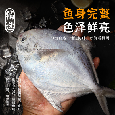 【5斤】舟山野生银鲳鱼/白鲳鱼