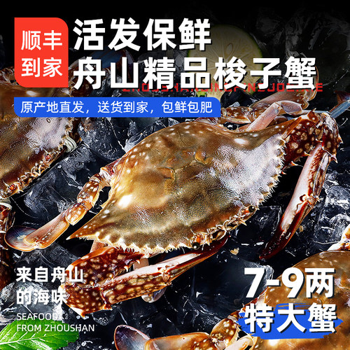 活发舟山梭子蟹活鲜次日达到家新鲜螃蟹海蟹公蟹小娘蟹保鲜不保活