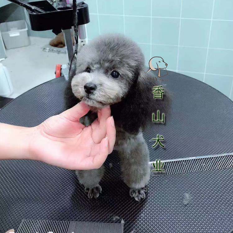 香山犬业泰迪贵宾犬小型幼犬酒红色黑色咖啡色花色白色