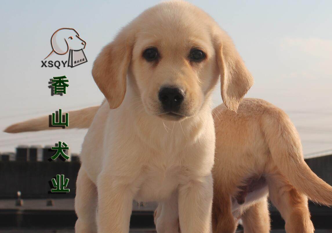 香山犬业拉布拉多犬小七宠物狗狗幼犬活体拉拉萌宠宝宝