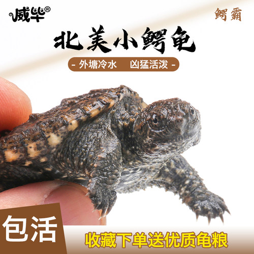 冷水龟苗，全年外塘