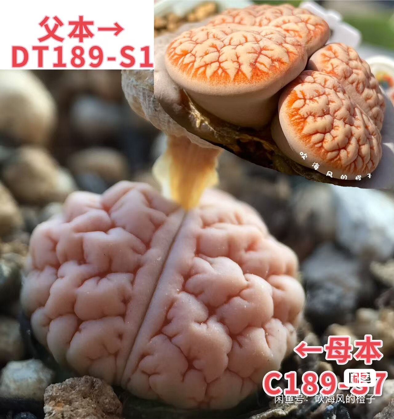 C189荒玉生石花种子