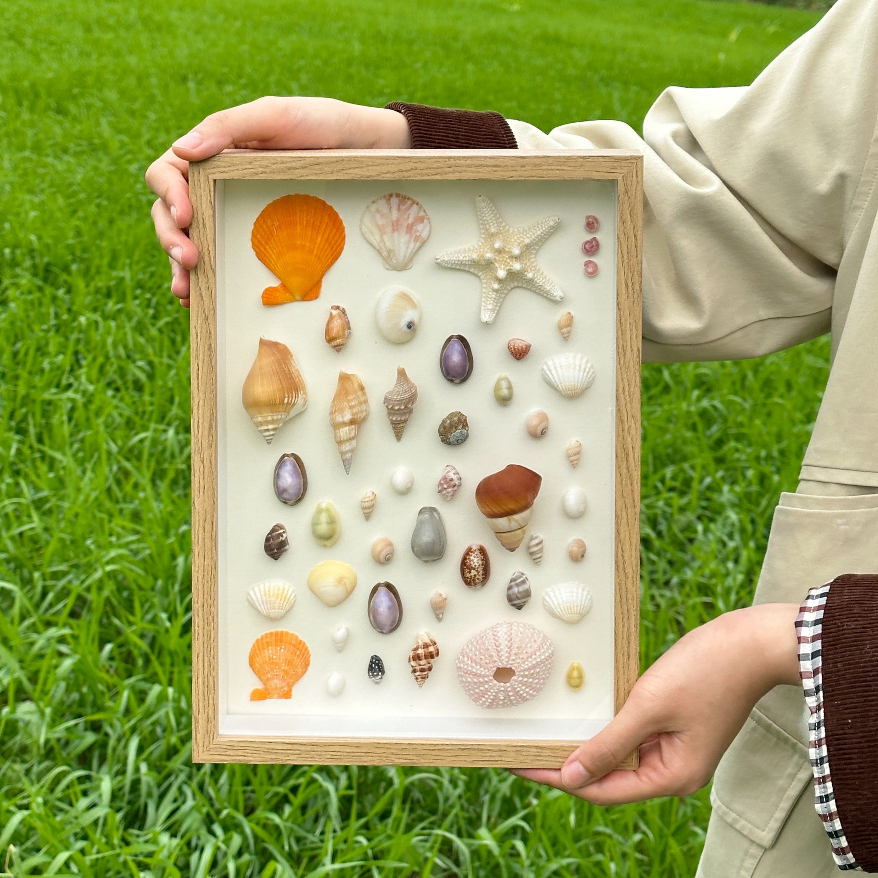 立体中空diy装贝壳相框空框摆台8寸海螺干花标本手工纪念品展示盒,家居饰品,相框/画框,淘宝优惠券,粉丝福利购,淘宝优惠卷