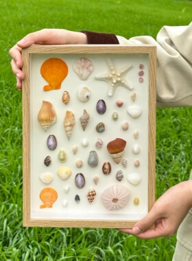 立体中空diy装贝壳相框空框摆台8寸海螺干花标本手工纪念品展示盒