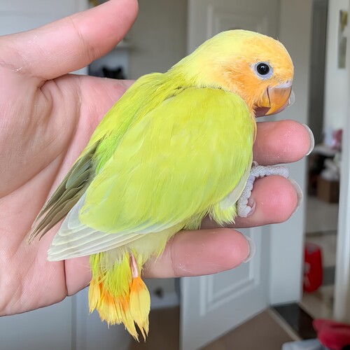 牡丹鹦鹉活鸟【广东发货包活】