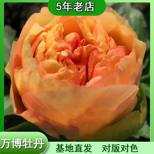 羅馬金幣 萬博牡丹 進口芍藥花苗庭院種植花卉；秋天發(fā)貨
