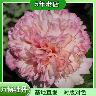 万博牡丹高端芍药花苗进口芍药种苗高端庭院室内花卉菏泽基地直发