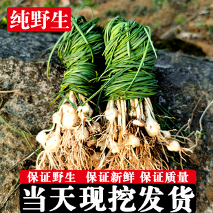 贵州野葱新鲜小野蒜野菜生鲜苦山葱胡葱小根蒜薤白葱头沙葱下饭菜