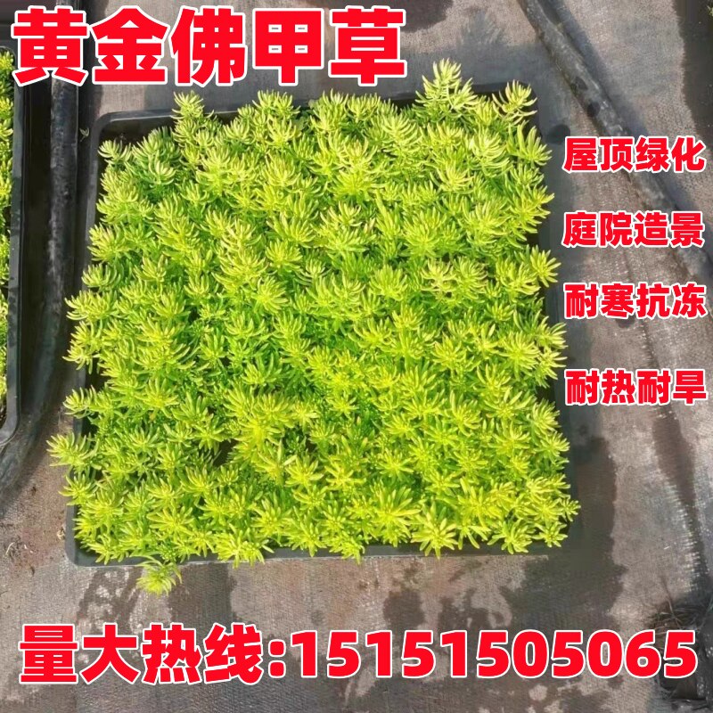 佛甲草苗屋顶绿化草皮坪金叶黄金佛甲草万年草景天过路黄庭院植物