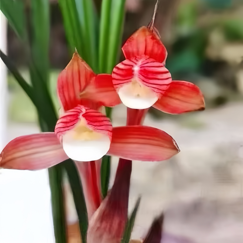 矮种老品种荷瓣【云鼎】春兰