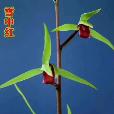 带花苞兰花苗细叶寒兰
