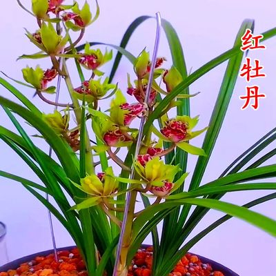 带花苞蕙兰红牡丹兰花大全