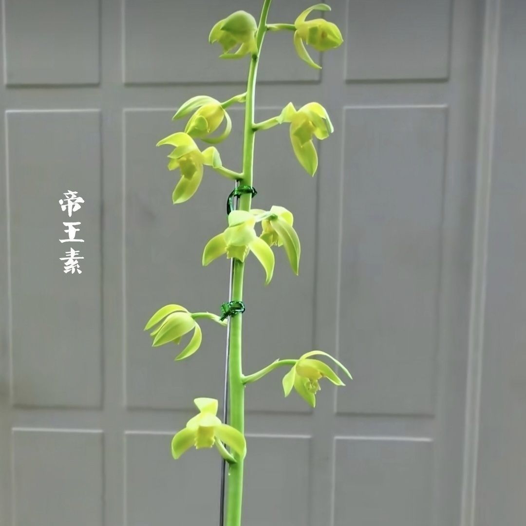 新品素花蕙兰【帝王素】室内外盆栽阳台花卉大全开花浓香型绿植