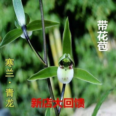 7-12月带花苞兰花苗青龙细叶寒兰