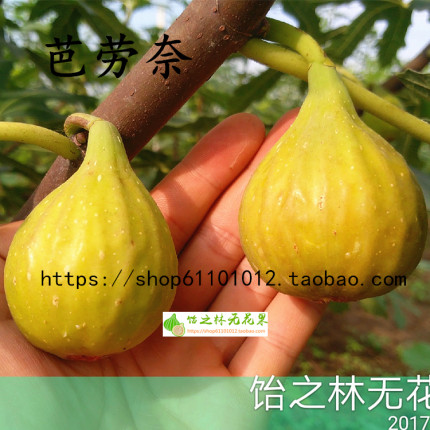 饴之林无花果 芭劳奈树苗 大芭 二月苗地栽 丰产早熟糯甜当年结果