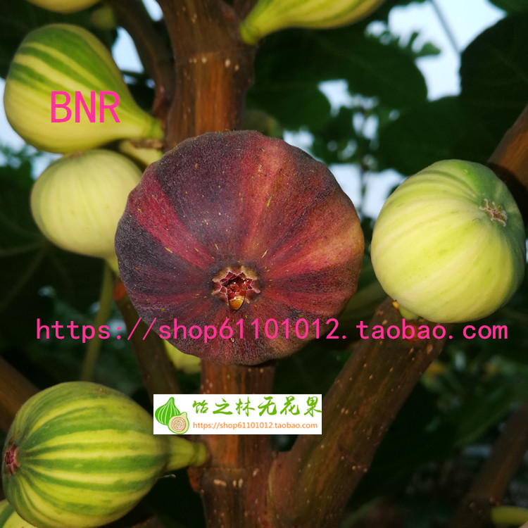 饴之林bnr花皮条纹无花果树苗