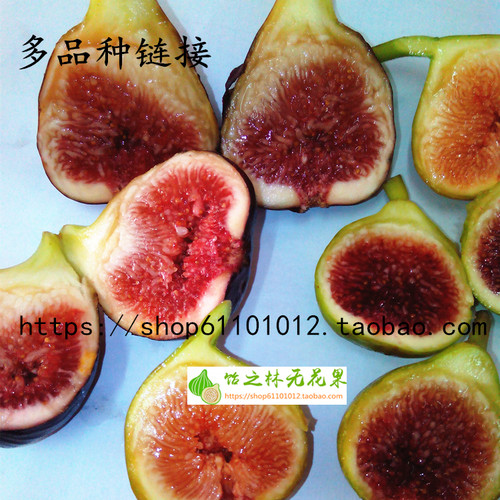 多品种可盆栽营养钵无花果树苗