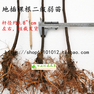 饴之林无花果裸根二级弱苗 多品种地插小苗 次品缺陷瑕疵苗