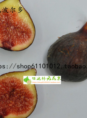 饴之林紫色波尔多树苗无花果树苗