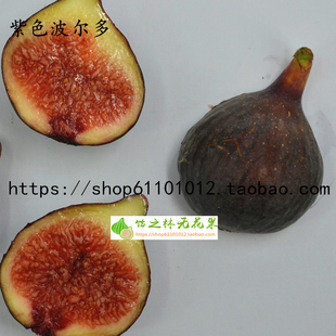 饴之林紫色波尔多无花果树苗枝条小波盆栽苗地栽树苗丰产当年结果