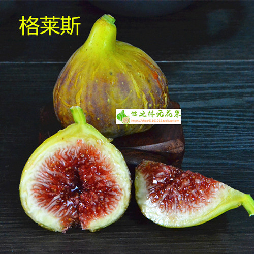 饴之林格莱斯无花果无花果树苗