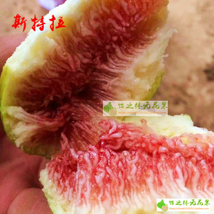 饴之林 斯特拉无花果树苗 枝条 南方北方盆栽 地栽 丰产当年结果