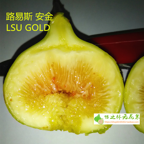 饴之林路易斯安金黄果口感好地栽