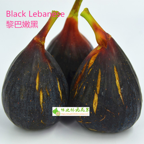 饴之林黎巴嫩black无花果树苗