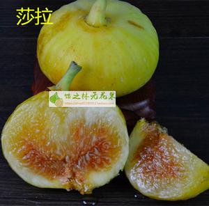 莎拉无花果树苗枝条 大黄果 南北盆栽地栽种植果树苗丰产甜口感好