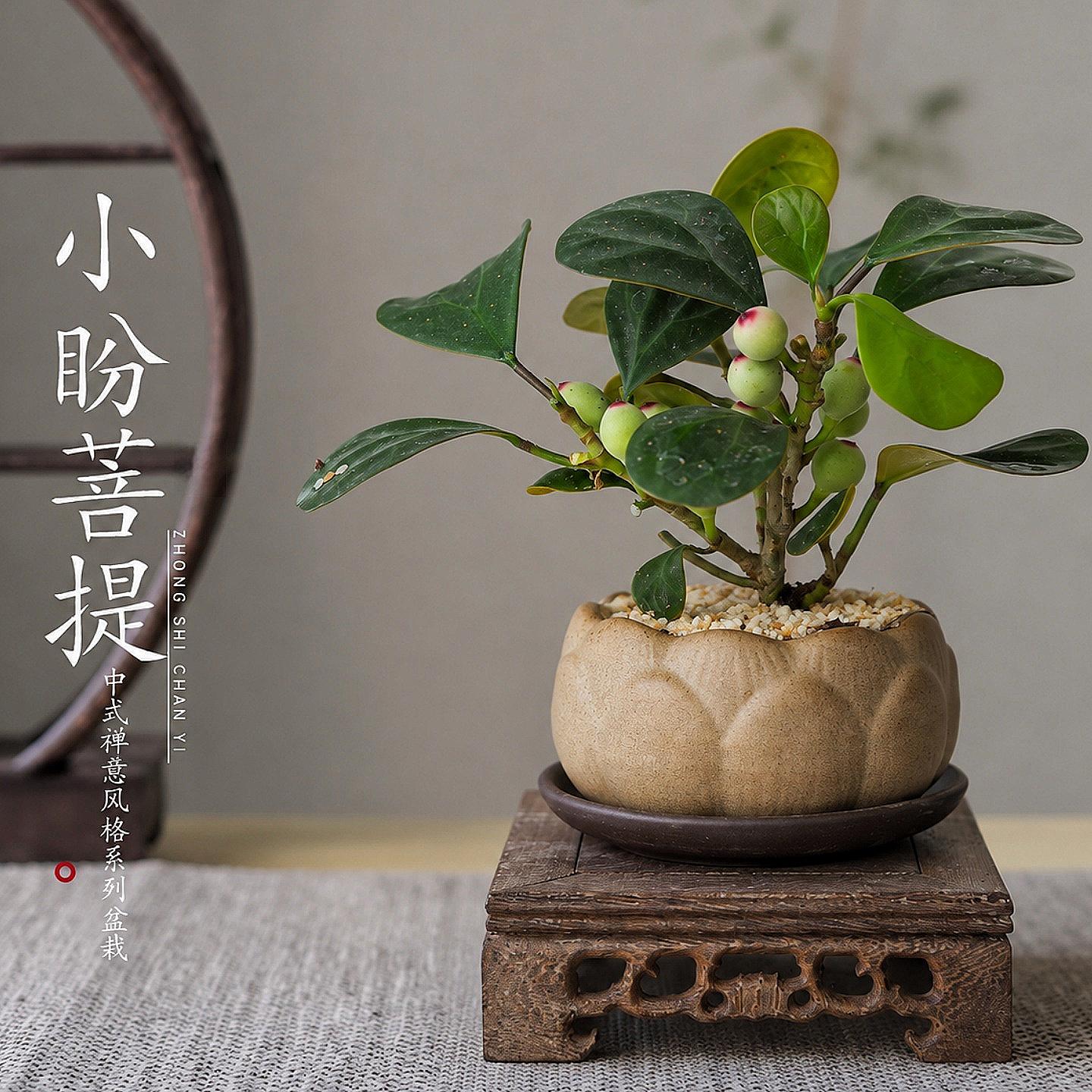 小盼菩提树盆栽植物室内禅意盆景办公室桌面好养花卉情绪稳定绿植