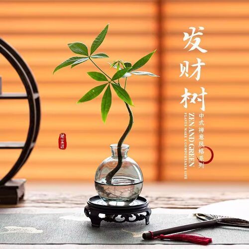 水培植物奇趣发财树绿植桌面禅意摆件室内盆栽花卉盆景水养花茶几