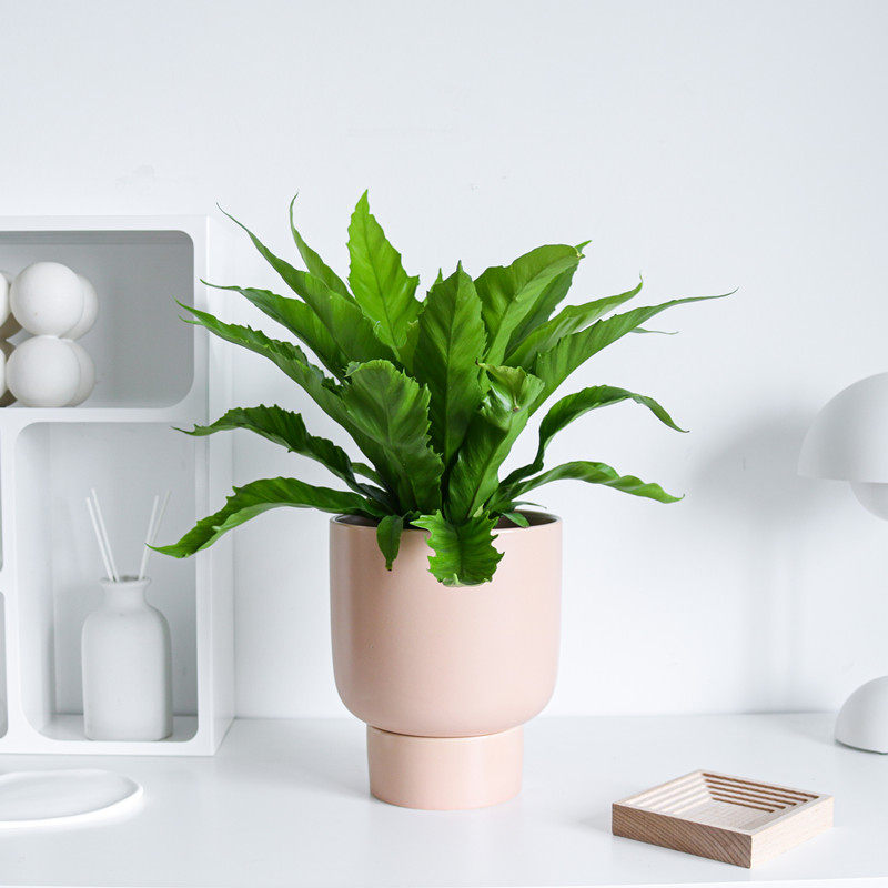 维纳斯鸟巢蕨植物盆栽室内客厅净化空气耐阴四季常青蕨类绿植盆景