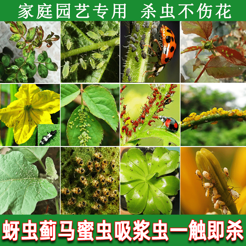 害虫灵虫百价格 害虫灵虫百图片 星期三