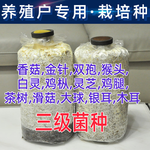 菌种新鲜一二三级栽培种原种批发菇农养殖食用菌大棚室内种植基地 - 封面