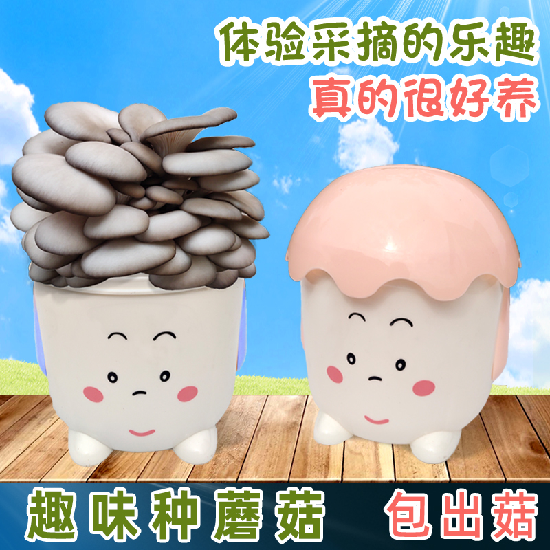 种植观赏食用桶装菌包