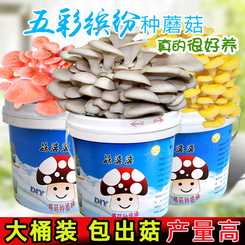 2.8斤大桶高产量生长速度快