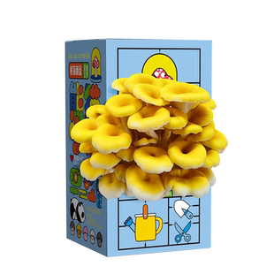 蘑菇盒子礼盒平菇种植包食用菌娃娃绿植幼儿园养殖盒装袋装礼物