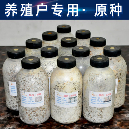 平菇姬菇秀珍菇食用菌种原种栽培二三级生产种蘑菇接种植菌种