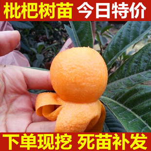 枇杷苗嫁接 盆栽地栽枇杷树苗南方北方种植果树苗琵琶苗当年结果