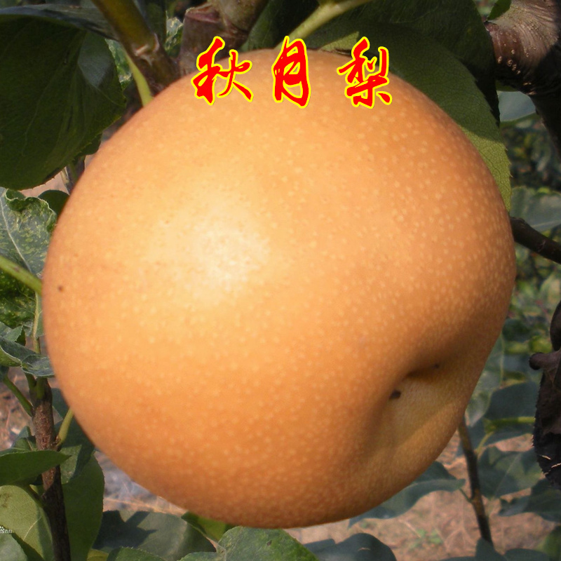 秋月梨树苗果树苗梨树树苗当年可结果苗晚秋秋月梨树苗嫁接