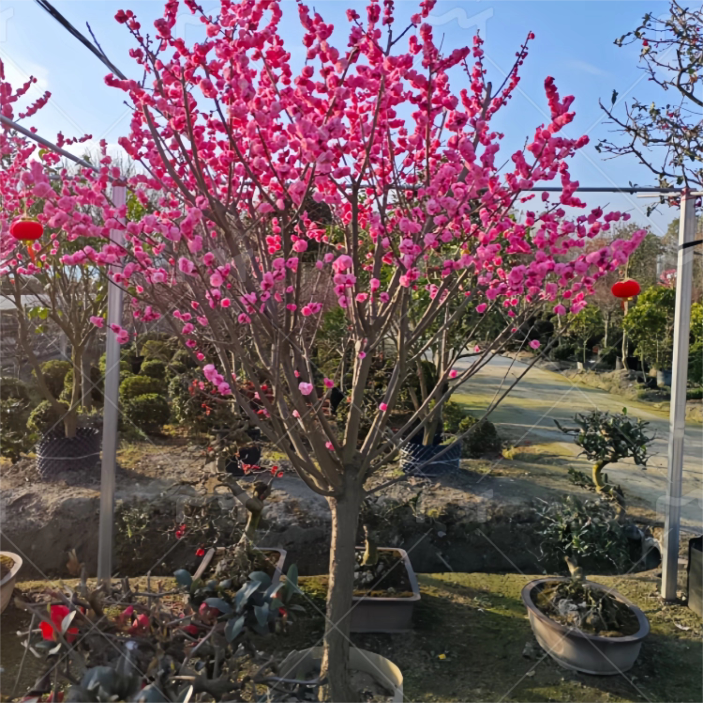 耐寒红梅树苗南北可种