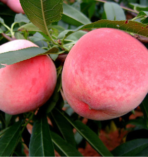 嫁接桃树苗大桃苗水蜜桃苗地栽黄桃树苗冬桃苗南方北方种植果树