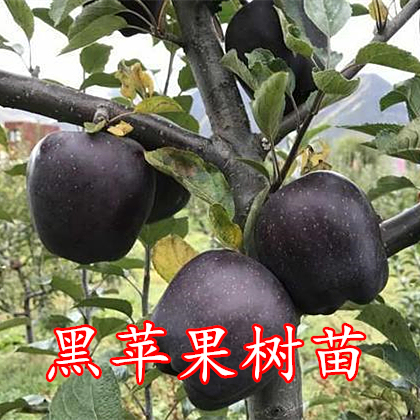 黑苹果树苗黑卡黑钻树苗稀有果树果树苗当年结果嫁接