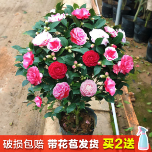 四季 香妃茶花盆栽带花苞浓香型庭院室内好养五色赤丹树苗花卉植