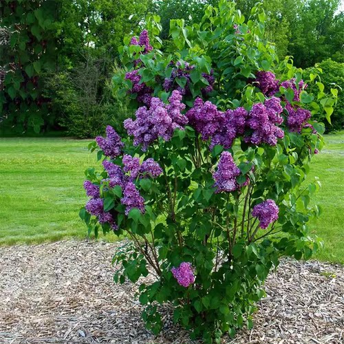 丛生分叉多抗寒抗旱当年开花